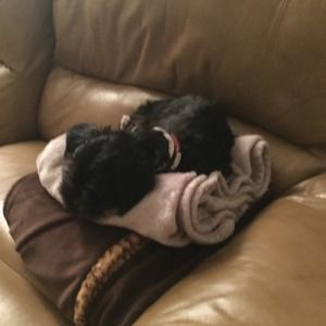 Meet your Posher, Lily